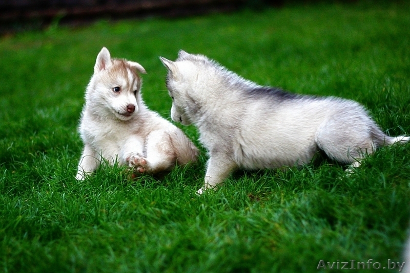 Щенки хаски волчата - Изображение #8, Объявление #1488901