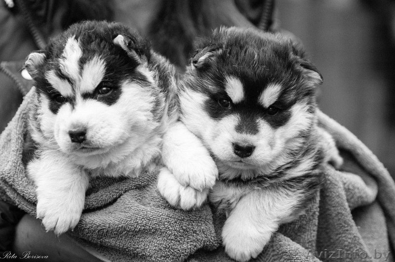 Девочки и мальчики щенков Хаски всех окрасов - Изображение #7, Объявление #1488902