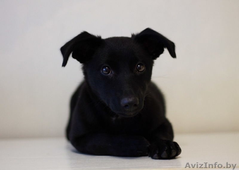 Позитивный щенок (девочка) в добрые руки - Изображение #3, Объявление #1493210