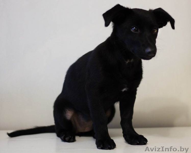 Позитивный щенок (девочка) в добрые руки - Изображение #4, Объявление #1493210