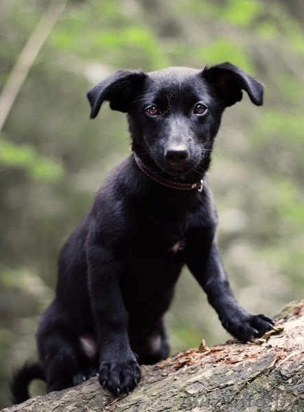 Позитивный щенок (девочка) в добрые руки - Изображение #5, Объявление #1493210