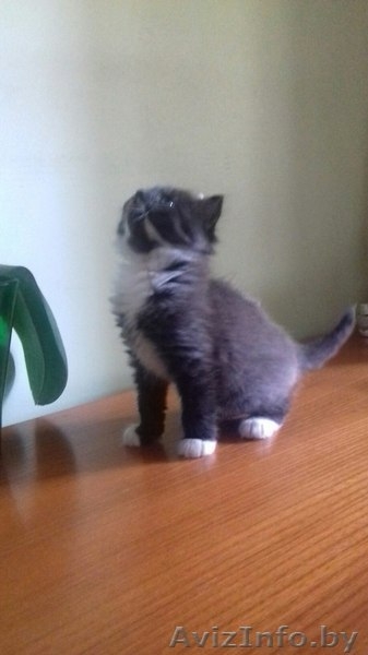 Дором Котята В добрые и ответственные руки - Изображение #3, Объявление #1489056