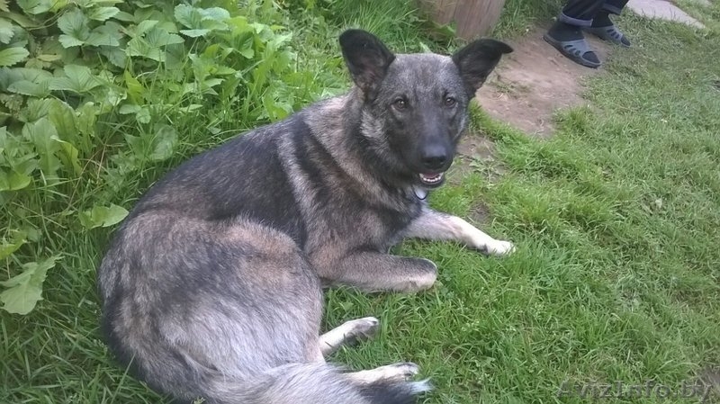 Грэй - добряк ищет новый дом и любящих хозяев! - Изображение #2, Объявление #1486360