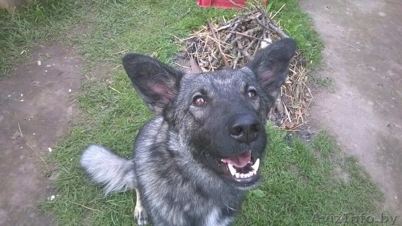 Грэй - добряк ищет новый дом и любящих хозяев! - Изображение #3, Объявление #1486360