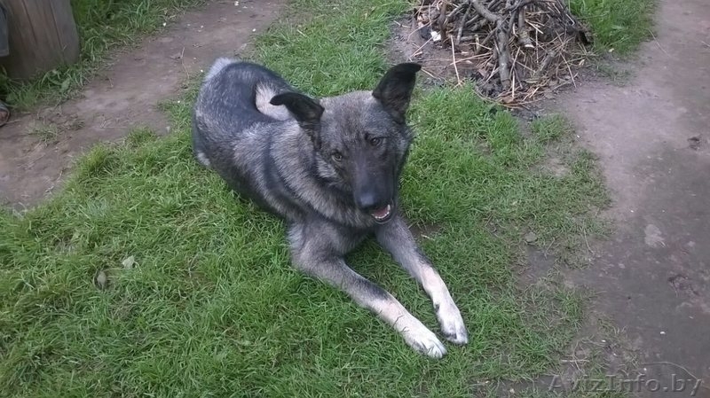 Грэй - добряк ищет новый дом и любящих хозяев! - Изображение #4, Объявление #1486360