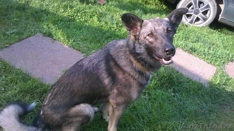 Грэй - добряк ищет новый дом и любящих хозяев! - Изображение #1, Объявление #1486360