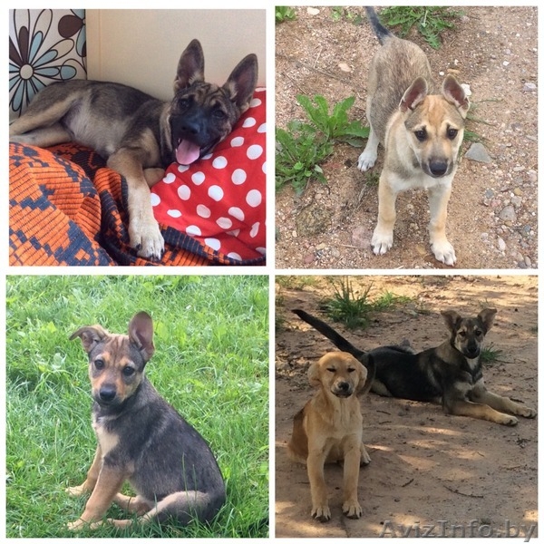 Красивые Щенки в дар - Изображение #1, Объявление #1488251