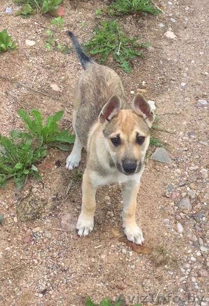 Красивые Щенки в дар - Изображение #4, Объявление #1488251