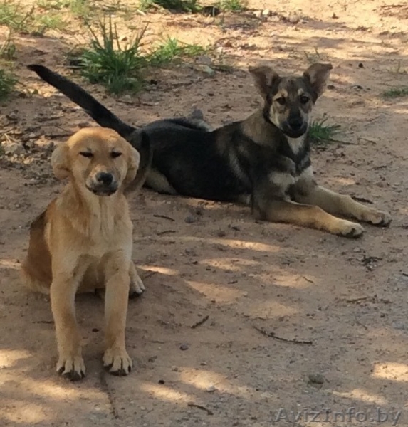 Красивые Щенки в дар - Изображение #5, Объявление #1488251