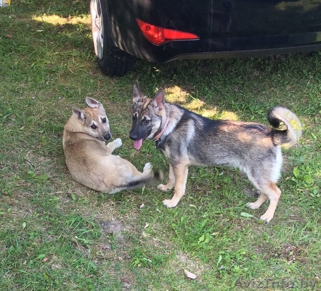 Красивые Щенки в дар - Изображение #6, Объявление #1488251