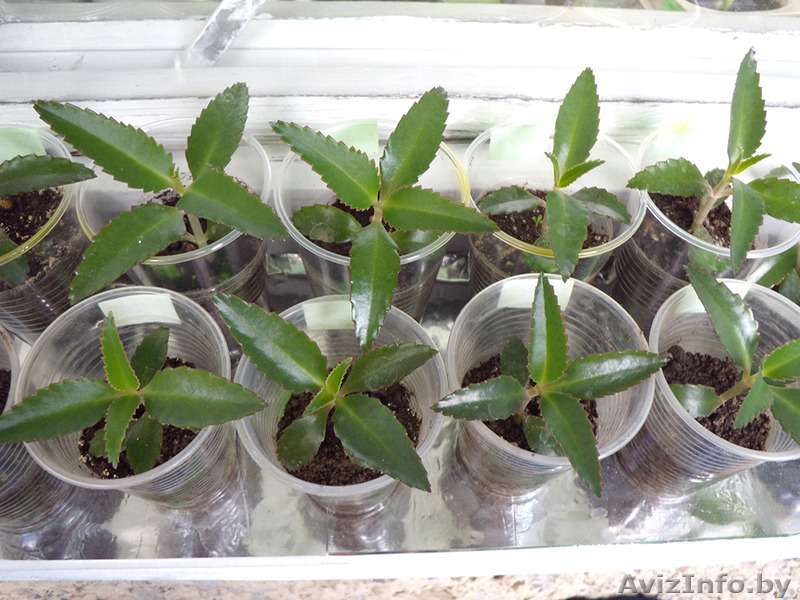 Каланхоэ лечебное - Изображение #4, Объявление #1487352