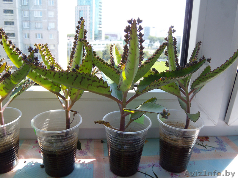 Каланхоэ лечебное - Изображение #3, Объявление #1487352