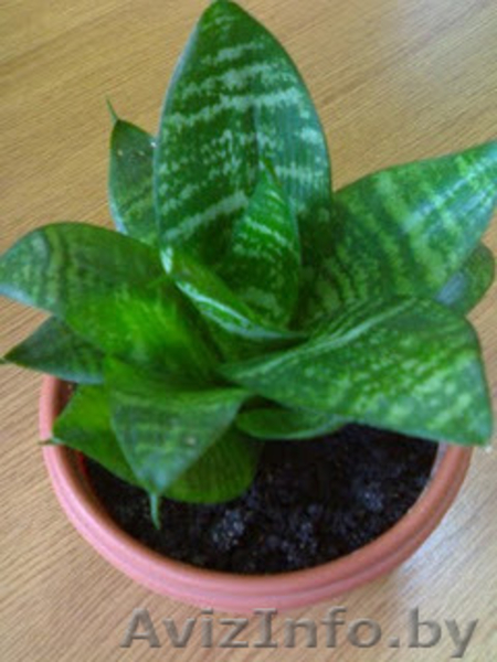 Сансевьера - Тёщин язык - Щучий хвост - Изображение #1, Объявление #1487358