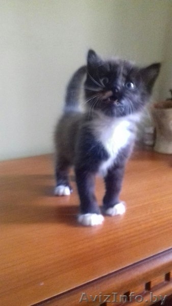 Дором Котята В добрые и ответственные руки - Изображение #1, Объявление #1489056