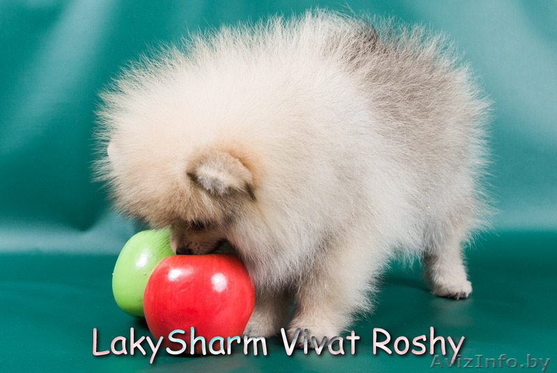 Лаки Шарм Виват Роши (померанский карликовый шпиц) - Изображение #7, Объявление #1495999