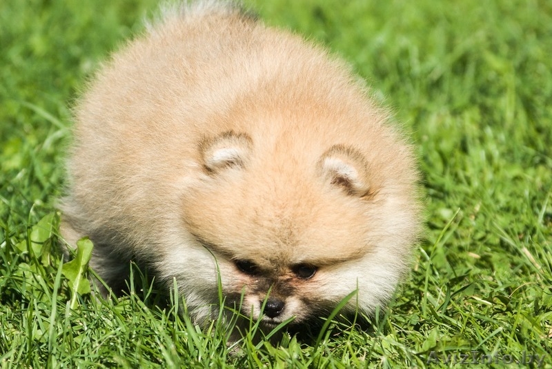 ЛАКИ ШАРМ ВЛАДА БЕЛИССИМА (померанский карликовый шпиц) - Изображение #9, Объявление #1496002