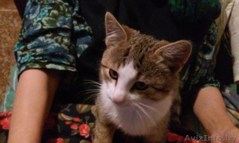 Очень красивый котенок в дар - Изображение #3, Объявление #1497039