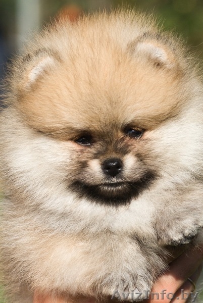 ЛАКИ ШАРМ ВЛАДА БЕЛИССИМА (померанский карликовый шпиц) - Изображение #1, Объявление #1496002