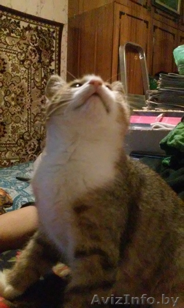 Очень красивый котенок в дар - Изображение #4, Объявление #1497039