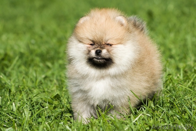 ЛАКИ ШАРМ ВЛАДА БЕЛИССИМА (померанский карликовый шпиц) - Изображение #2, Объявление #1496002