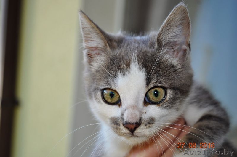 Молодая кошечка ищет дом! - Изображение #2, Объявление #1500577