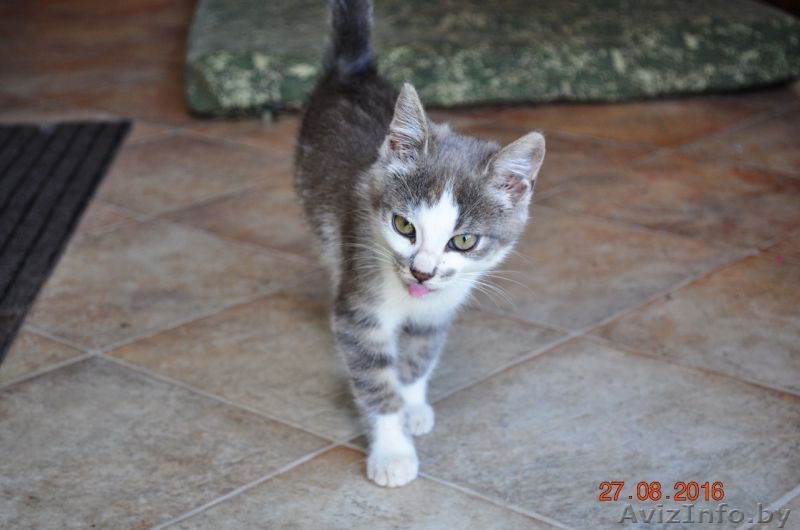 Молодая кошечка ищет дом! - Изображение #3, Объявление #1500577