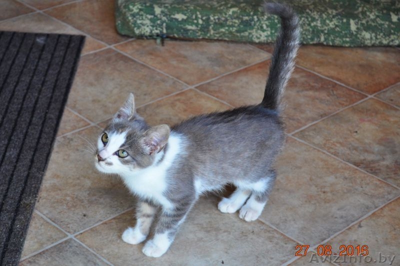 Молодая кошечка ищет дом! - Изображение #4, Объявление #1500577