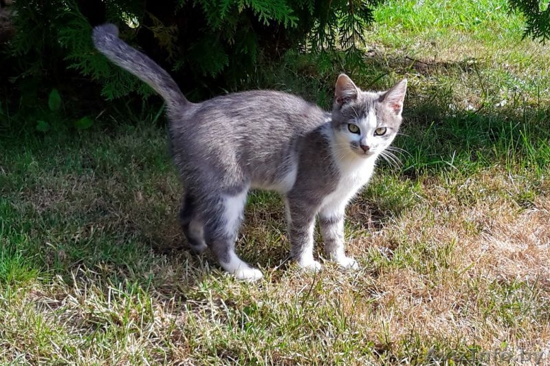 Молодая кошечка ищет дом! - Изображение #1, Объявление #1500577