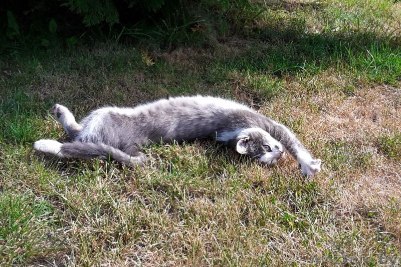 Молодая кошечка ищет дом! - Изображение #5, Объявление #1500577