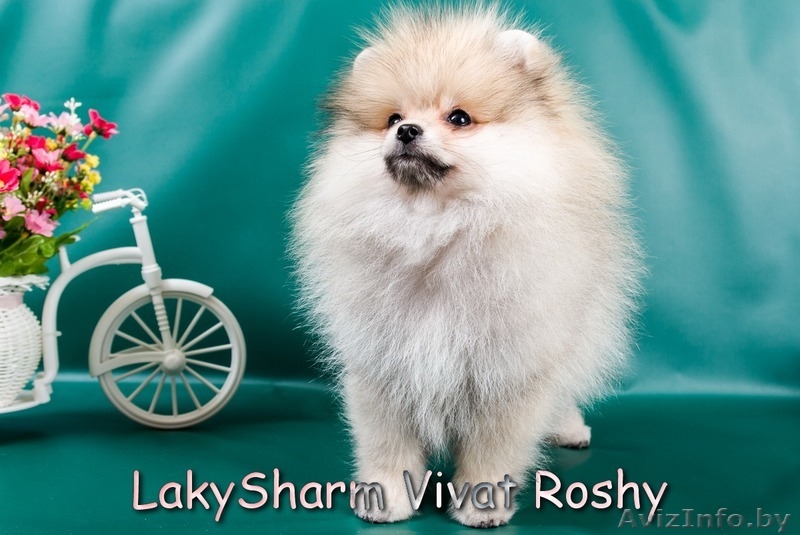 Лаки Шарм Виват Роши (померанский карликовый шпиц) - Изображение #3, Объявление #1495999