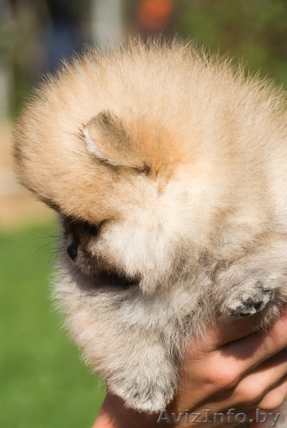 ЛАКИ ШАРМ ВЛАДА БЕЛИССИМА (померанский карликовый шпиц) - Изображение #4, Объявление #1496002