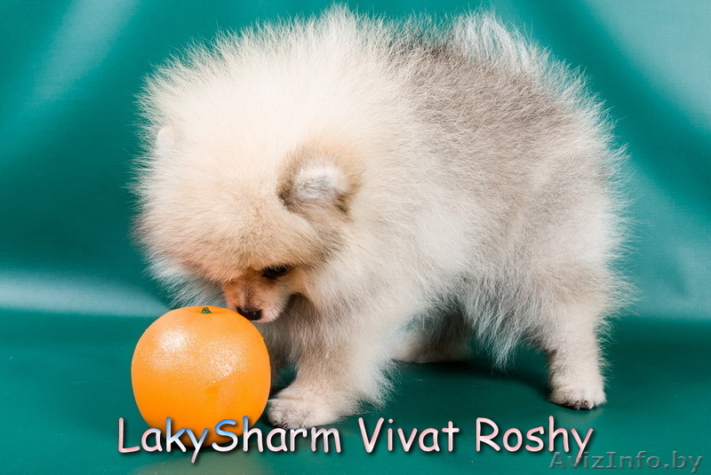Лаки Шарм Виват Роши (померанский карликовый шпиц) - Изображение #5, Объявление #1495999