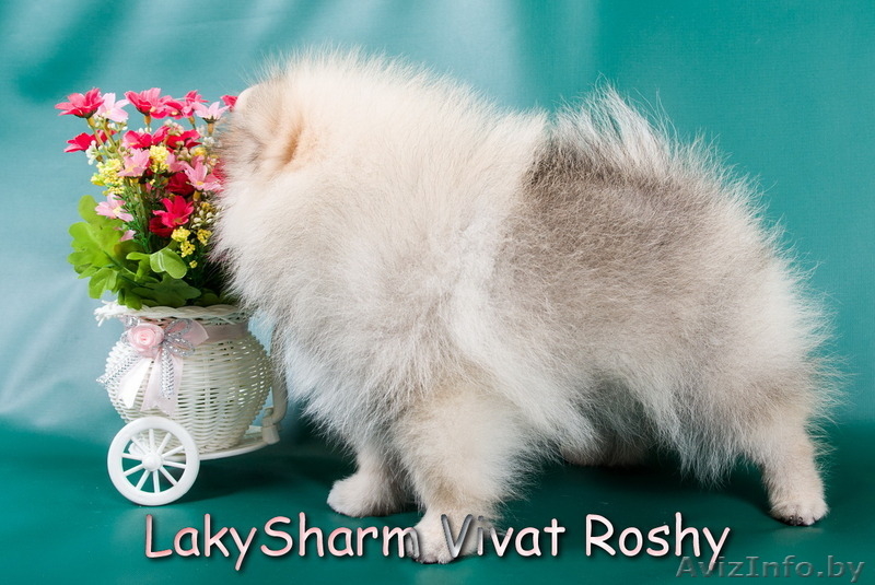 Лаки Шарм Виват Роши (померанский карликовый шпиц) - Изображение #6, Объявление #1495999