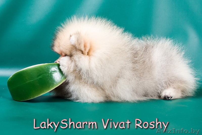 Лаки Шарм Виват Роши (померанский карликовый шпиц) - Изображение #4, Объявление #1495999