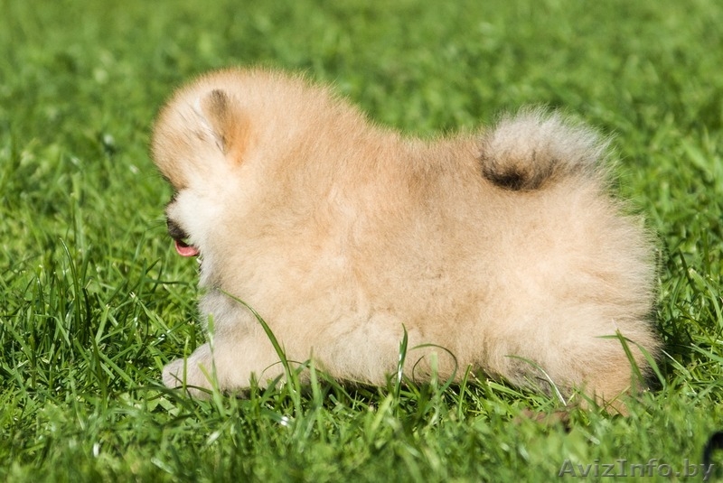 ЛАКИ ШАРМ ВЛАДА БЕЛИССИМА (померанский карликовый шпиц) - Изображение #5, Объявление #1496002