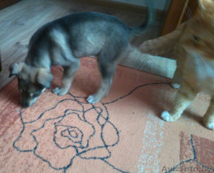 Пушистая крошка - 2 месяца. Вырастет маленькой собачкой - Изображение #3, Объявление #1502939