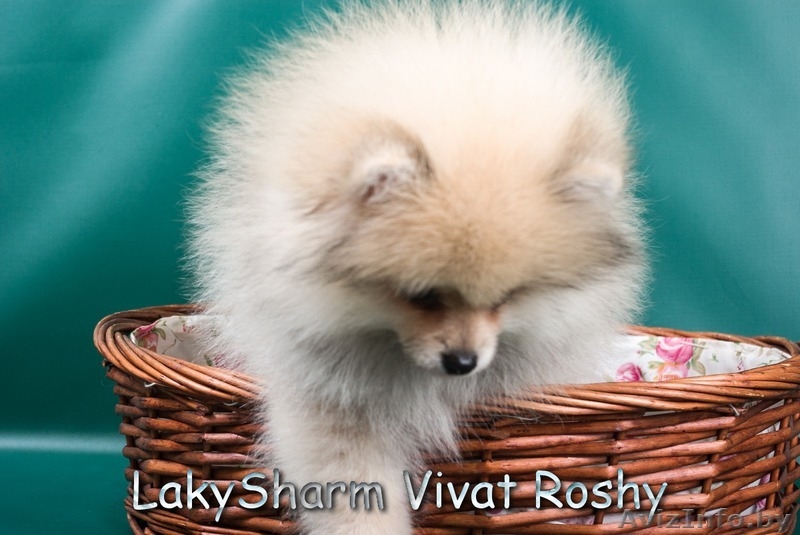 Лаки Шарм Виват Роши (померанский карликовый шпиц) - Изображение #10, Объявление #1495999