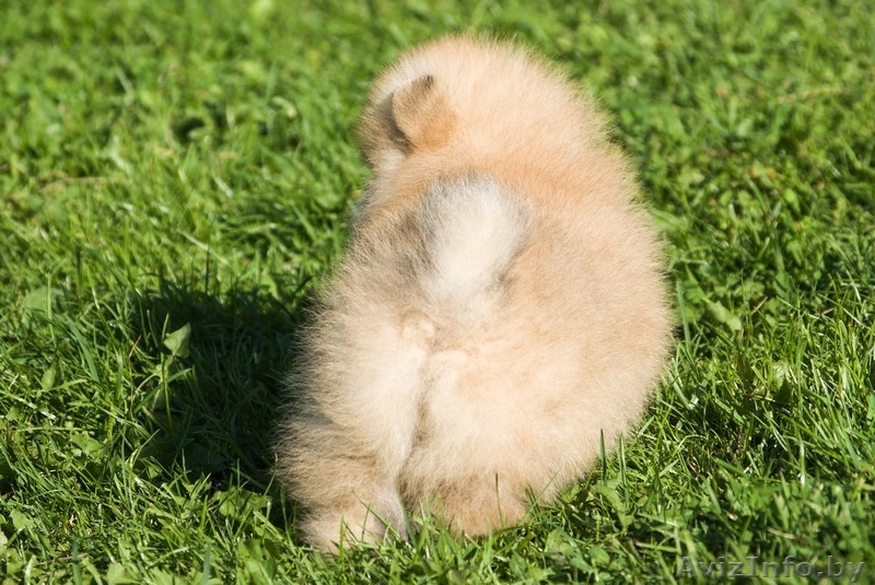 ЛАКИ ШАРМ ВЛАДА БЕЛИССИМА (померанский карликовый шпиц) - Изображение #7, Объявление #1496002