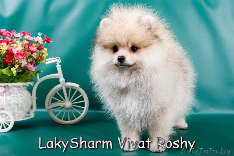 Лаки Шарм Виват Роши (померанский карликовый шпиц) - Изображение #9, Объявление #1495999