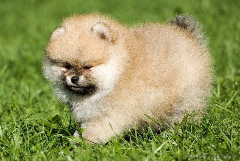 ЛАКИ ШАРМ ВЛАДА БЕЛИССИМА (померанский карликовый шпиц) - Изображение #6, Объявление #1496002