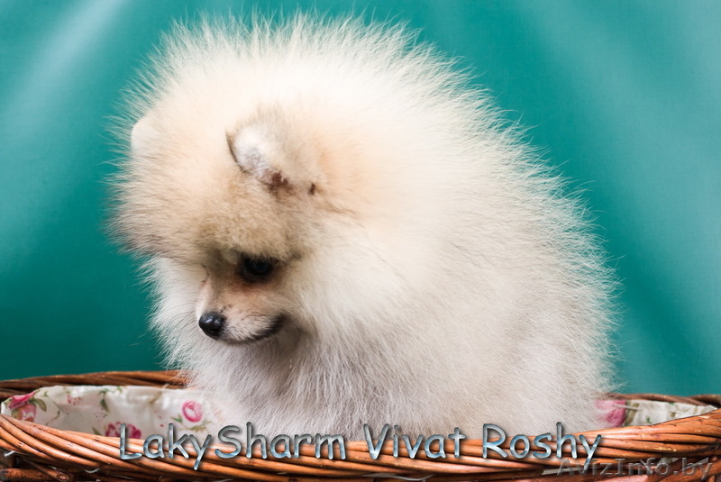 Лаки Шарм Виват Роши (померанский карликовый шпиц) - Изображение #8, Объявление #1495999