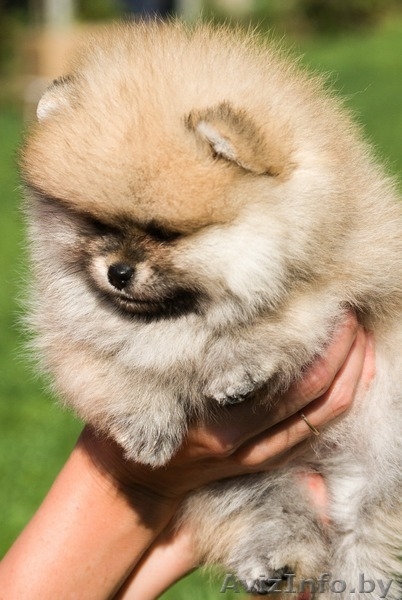 ЛАКИ ШАРМ ВЛАДА БЕЛИССИМА (померанский карликовый шпиц) - Изображение #8, Объявление #1496002