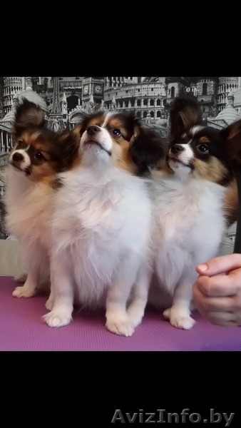 Щенки папильена - Изображение #1, Объявление #1500949