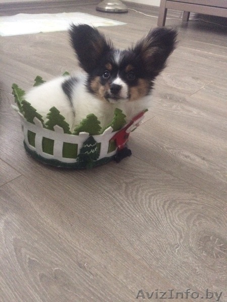 Щенки папильена - Изображение #6, Объявление #1500949