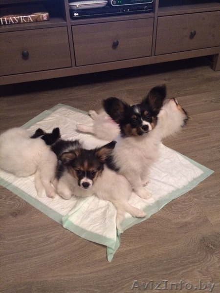 Щенки папильена - Изображение #3, Объявление #1500949