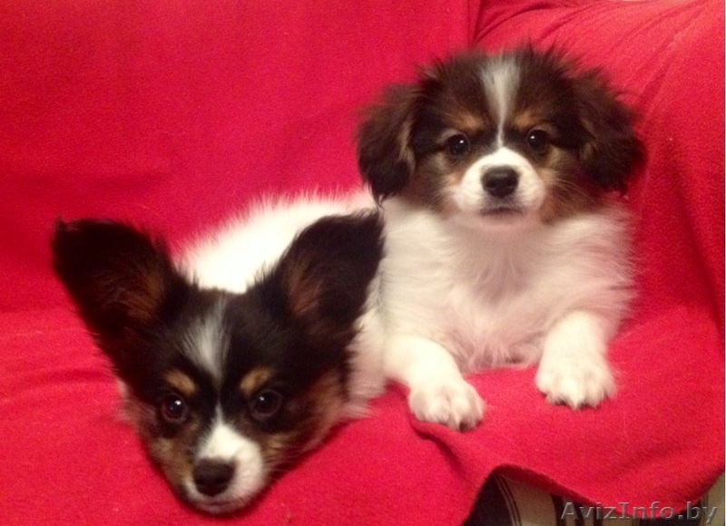 Щенки папильена - Изображение #9, Объявление #1500949