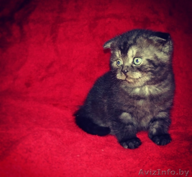 Шотландские вислоухие плюшевые котята - Изображение #3, Объявление #1495418