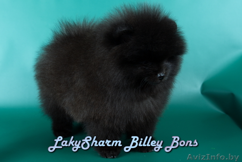 КРАСАВЕЦ - МАЛЬЧИК Лаки Шарм Билли Бонс (померанский карликовый шпиц) - Изображение #10, Объявление #1496006