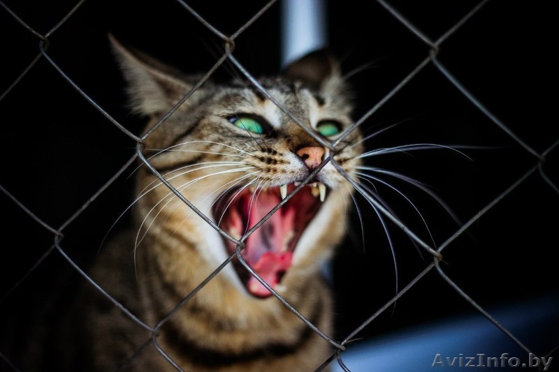 Марта - кошка с уникальными глазами в дар! - Изображение #3, Объявление #1498469