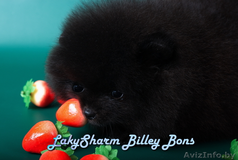 КРАСАВЕЦ - МАЛЬЧИК Лаки Шарм Билли Бонс (померанский карликовый шпиц) - Изображение #4, Объявление #1496006